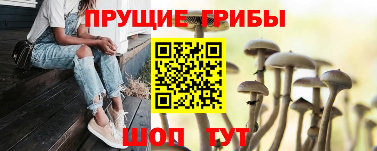 Махачкала  что такое наркотик  Вход с VPN  Галлюциногенные грибы Psilocybe  Галлюциногенные грибы Psilocybe 